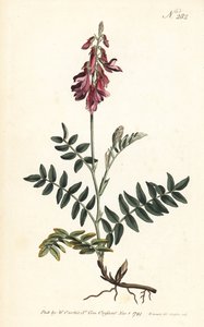 Sainfoin des Alpes - Alpine sainfoin, Hedysarum hedysaroides (krybende rodfæstet hedysarum obscurum) - Håndfarvet kobberstik af Sansom efter en illustration af Sydenham Edwards fra William Curtis