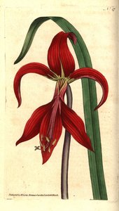 Sankt Jakobslilje - jakobinsk lilje eller aztekisk lilje, Sprekelia formosissima (jakobisk amaryllis, Amaryllis formosissima). Håndfarvet kobberstik og botanisk illustration af James Sowerby fra William Curtis