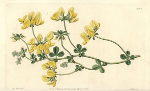 Sand lotus - Sand lotus, Lotus arenarius. Håndfarvet kobberstik af S. Watts efter en illustration af M. Hart fra Sydenham Edwards