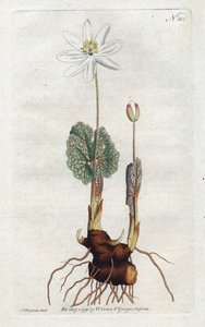 Sanguinaire du Canada - Litografi af Sydenham Edwards (1768-1819), plade fra William Curtis
