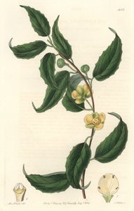 Schisandra har gule blomster, hjemmehørende i Nepal - Water forte af S. Watts fra en illustration af Sarah Anne Drake (1803-1857), fra det botaniske register af Sydenham Teast Edwards