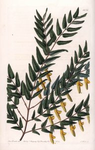 Scotia og glatte grene - Plade indgraveret af S.Watts, fra en illustration af Sarah Anne Drake (1803-1857), fra Botanical Register of Sydenham Edwards (1768-1819), England af Sydenham Teast Edwards