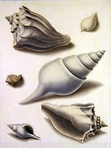 Skaller og marineflora (blyant, kuglepen, blæk og akvarel på papir) (se også 351984, 351985 og 351987) af Sydenham Teast Edwards