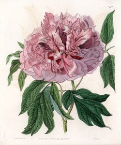 Buskpæon eller fårepæon - Indgraveret tavle af S.Watts, fra en illustration af Sarah Anne Drake (1803-1857), fra Botanical Register of Sydenham Edwards (1768-1819), England af Sydenham Teast Edwards