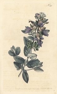 Busk germander, Teucrium fruticans (Teucrium latifolium) - Håndfarvet kobberstik af Sansom efter en illustration af Sydenham Edwards fra William Curtis