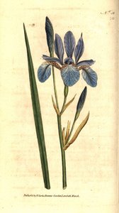 Sibirisk iris - Sibirisk iris, Iris sibirica. Håndfarvet kobberstik efter en botanisk illustration af James Sowerby fra William Curtis
