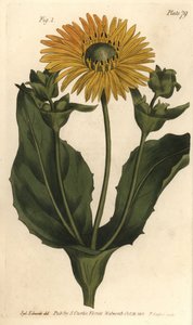 Silphium eller Rosinweed, Silphium asteriscus, Polygamia nessaria. Håndfarvet kobberplade -gravering af F. Sansom fra en botanisk illustration af Sydenham Edwards for William Curtis 