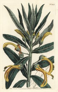 Siphocampylus giganteus, truet (Gigantisk lobelia, Lobelia gigantea). Håndfarvet kobberstik af F. Sansom Jr. efter en illustration af Sydenham Edwards fra William Curtis
