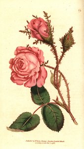 Mousserende rose (mousserende rose) - Pink mos, Rosa centifolia f. muscosa (Rosa muscosa). Håndfarvet kobberstik efter en botanisk illustration fra William Curtis