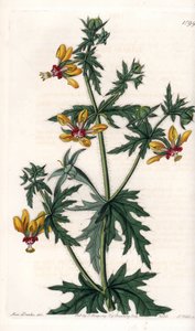 Spicy Poppy - Plade graveret af S.Watts, fra en illustration af Sarah Anne Drake (1803-1857), fra Botanical Register of Sydenham Edwards (1768-1819), England af Sydenham Teast Edwards