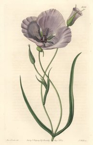 Splendid calochorte (pragtig mariposa), hjemmehørende i Californien - Satiny calochortus eller pragtfuld mariposa lilje, Calochortus splendens, Native to California - Håndfarvet kobberstik S. Watts efter en illustration af Miss Drake, fra Sydenham Edwar af Sydenham Teast Edwards