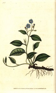 Spring Omphalodes eller Printaniere Little Borage - Krybende navleurt, Omphalodes verna (blå navleurt, Cynoglossum omphalodes). Håndfarvet kobberstik efter en botanisk illustration af James Sowerby fra William Curtis