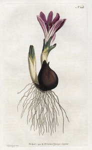 Spring bulbocode eller campanette - Litografi af Sydenham Edwards (1768-1819), fra William Curtis
