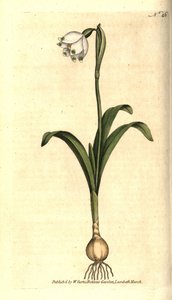 Spring level eller Claudinette - Spring snefnug, Leucojum vernum. Håndfarvet kobberstik efter en botanisk illustration af James Sowerby fra William Curtis