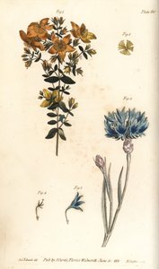 Perikon, Hypericum perforatum, Polyadelphia af Sydenham Teast Edwards
