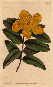Perikon med brede gule blomster. Storblomstret perikon med gule blomster. Hypericum calycinum. Håndfarvet kobberstik fra en botanisk illustration af Sydenham Edwards fra William Curtis