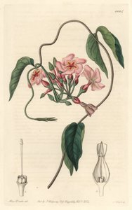 Stellar echite, hjemmehørende i Brasilien - Water forte af S. Watts fra en illustration af Sarah Anne Drake (1803-1857), fra det botaniske register af Sydenham Teast Edwards