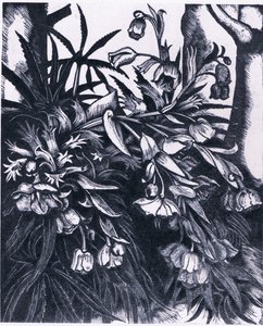 Stinking Hellebore, Nature in Britain udgivet af Collins af Sydenham Teast Edwards