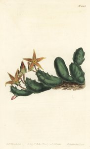 Stisseria geminata (Toblomstret stapelia, Stapelia geminata). Håndfarvet kobberstik af F. Sansom Jr. efter en illustration af Sydenham Edwards fra William Curtis