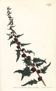 Jordbærspinard i baguette - Bladgåsefod, Chenopodium foliosum (Strawberry blite, Blitum virgatum). Håndfarvet kobberstik af Sansom efter en illustration af Sydenham Edwards fra William Curtis