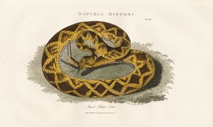 Stribet klapperslange af Sydenham Teast Edwards
