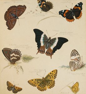 Undersøgelser af sommerfugle og insekter, af Sydenham Teast Edwards