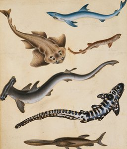 Studies of Fish including Shark, Pikefish, Carp and Gillhead, dani af Sydenham Teast Edwards