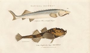 Sturgeon og Pogge af Sydenham Teast Edwards