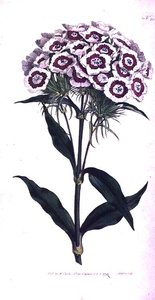 Søde William eller Bearded Pink (Dianthus barbatus), plade 205 fra William Curtis 