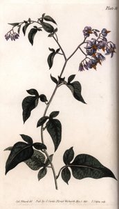 Sød bitter eller bitter sød natskygge. Farvet kobberstik, illustration af Sydenham Edwards (1768-1819) til Conferences of Botanical, Botanical Garden of Lambeth (England) af Sydenham Teast Edwards