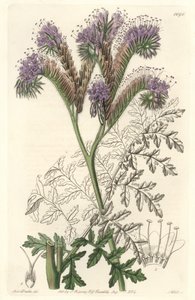 Tansy leaf phacelia, hjemmehørende i Californien - Water forte af S. Watts fra en illustration af Sarah Anne Drake (1803-1857), fra det botaniske register af Sydenham Teast Edwards