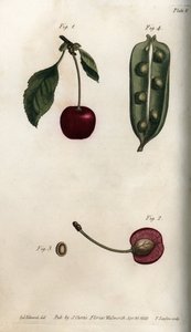 Ærtebæren (bælgfrugt) og del af frugten af kirsebær (eller vilde kirsebær eller fugle). Farvet kobberstik, illustration af Sydenham Edwards (1768-1819) til Conferences of Botanical, Botanical Garden of Lambeth (England) af Sydenham Teast Edwards