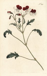 Trefarvet tranesæb, Pelargonium tricolor. Håndfarvet kobberstik af Sansom efter en illustration af Sydenham Edwards fra William Curtis