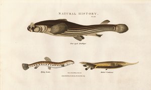 Tre usædvanlige fiskearter af Sydenham Teast Edwards