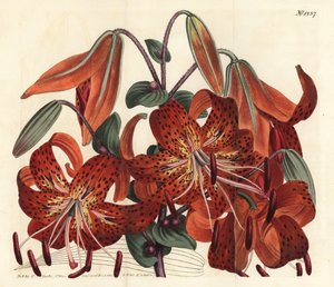 Tigerlilje - Tigerlilje, Lilium lancifolium (Tygerplettet kinesisk lilje, Lilium tigrinum). Håndfarvet kobberstik af F. Sansom Jr. efter en illustration af Sydenham Edwards fra William Curtis