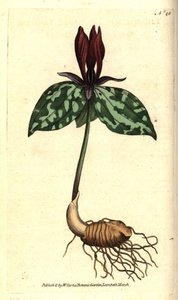 Toadshade eller fastsiddende trillium, Trillium sessile. Håndfarvet kobberstik efter en botanisk illustration af James Sowerby fra William Curtis