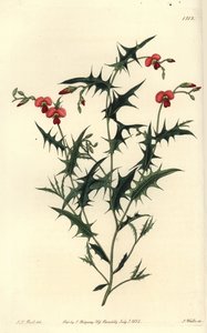 Trekantet chorozema, Chorozema triangulare. Håndkoloreret kobberstik af S. Watts efter illustration af J.T. Hart fra Sydenham Edwards