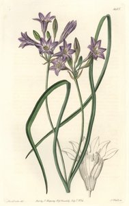 Triteleia ou brodiacea lache - Water forte af S. Watts fra en illustration af Sarah Anne Drake (1803-1857), fra det botaniske register af Sydenham Teast Edwards