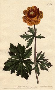 Trold eller asiatisk guldkugle med mørkegul blomst, hjemmehørende i Sibirien og Kappadokien. Asiatisk globusblomst med dyb gul blomst. En indfødt i Sibirien og Kappadokien. Trollius asiaticus. Håndkoloreret kobberstik fra en botanisk illustration af Syden af Sydenham Teast Edwards