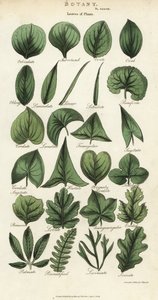 Typer af blade af planter. Håndfarvet kobberstik efter Sydenham Edwards fra John Mason Goods Pantologia, a New Encyclopedia, G. Kearsley, London