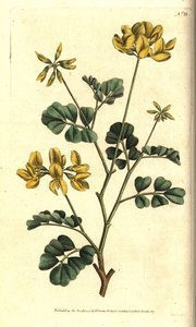 Valencia Coronilla - Skorpionvikke, Coronilla valentina subsp. glauca (Havgrøn eller daglugtende coronilla, Coronilla glauca). Håndfarvet kobberstik efter en botanisk illustration af Sydenham Edwards fra William Curtis