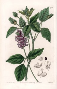 Variete de Psoralea - Indgraveret tavle af S.Watts, fra en illustration af Sarah Anne Drake (1803-1857), fra Botanical Register of Sydenham Edwards (1768-1819), England af Sydenham Teast Edwards