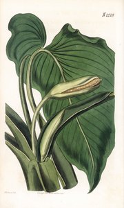 Variete de calla ou arum - Aromatisk calla, Homalomena aromatica (Calla aromatica). Håndfarvet kobberstik af Weddell efter en illustration af Sydenham Edwards fra Samuel Curtis