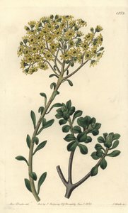 Variete de joubarb - Villous houseleek, Sempervivum villosum. Håndfarvet kobberstik af S. Watts efter en illustration af Miss Sarah Drake fra Sydenham Edwards