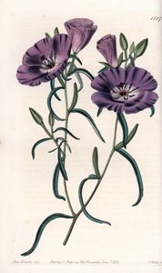Variete of Clarkia, indfødt i Sydamerika Graveret af S.Watts, fra en illustration af Sarah Anne Drake (1803-1857), fra Botanical Register of Sydenham Edwards (1768-1819), England af Sydenham Teast Edwards