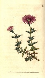 Varietet af ficoid - Skægfigen morgenfrue, Mesembryanthemum barbarum. Håndkoloreret kobberstik efter en botanisk illustration fra William Curtis