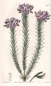 Sort af gompholobium (familie af bælgplanter), hjemmehørende i Australien - Plade indgraveret af S.Watts, fra en illustration af Sarah Anne Drake (1803-1857), fra Botanical Register of Sydenham Edwards (1768-1819), England af Sydenham Teast Edwards