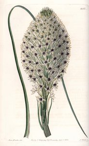 Variete of liliacee (Helonias asphodeloides) - Graveret af S.Watts, fra en illustration af Sarah Anne Drake (1803-1857), fra Botanical Register of Sydenham Edwards (1768-1819), England af Sydenham Teast Edwards