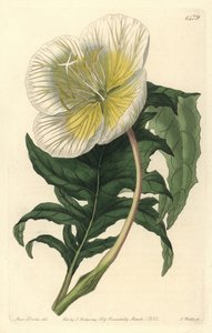 Varietet af oenothere eller græs med æsler eller natlys - Hvid opretstående natlys, Oenothera anisoloba. Håndfarvet kobberstik af S. Watts efter en illustration af Sarah Drake fra Sydenham Edwards