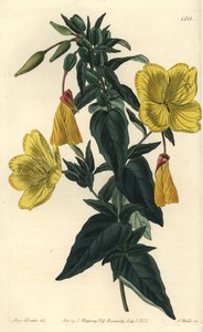 Variation af kæmpenatlys eller græs med æsler - Natlys, Oenothera fruticosa subsp. glauca (Glaucous oenothera, Oenothera glauca). Håndfarvet kobberstik af S. Watts efter en illustration af Miss Sarah Drake fra Sydenham Edwards